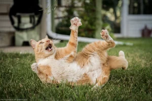 Hubble swats at a sprig of wild grass on a summer day’s recess.