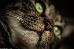 A macro close-up of Mojave’s snoot.
