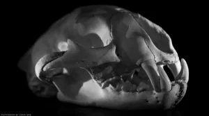 A black and white, dramatically lit small object study of an intact cougar skull. The skull was found in Montana’s Kootenai wilderness and ethically sourced by Chris Balboni.