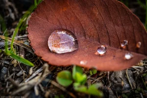 Macro close-up of a dewdrop-bearing leaf nestled against green, sprouting things.