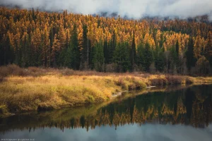 Yellow larch and their reflections along the Yaak River Scenic Loop (Highway 508).