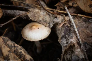 A shapely mushroom peeking out of the surrounding decay.