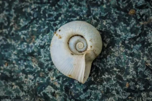 Macro close-up on an empty snail shell found at Alvord Lake in northwest Montana.
