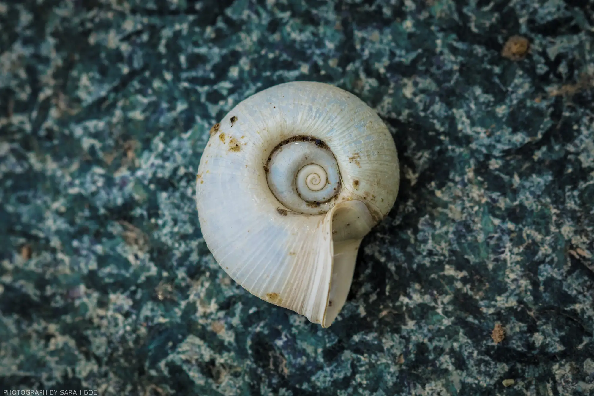 Macro close-up on an empty snail shell found at Alvord Lake in northwest Montana.