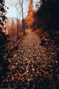 The Old Highway 2 trail draped brilliantly in tones of autumn.