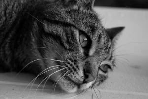 Moody portrait of a senior family cat with big personality.