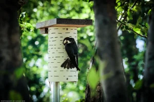 A favorite still pulled from a longer time-lapse, wherein a camera was pointed at a birdhouse for several hours and captured this bird delivering a fat grub to its chicks.