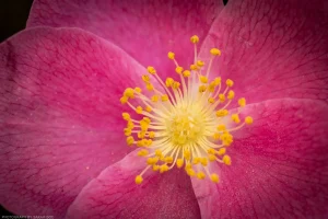 Macro close-up of the stamen and pollen at the center of a pink helianthemum flower.
