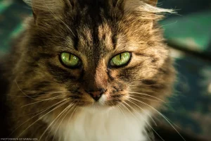 Portrait of a neighbor’s cat, who enjoys visiting for garden and landscaping projects.
