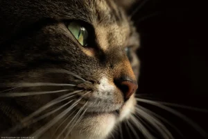 A dramatic close-up portrait of Noaa.