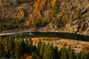The Kootenai River from above, framed by the yellow foliage of fall on either bank.