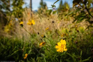 A yellow wildflower in the Idaho panhandle.