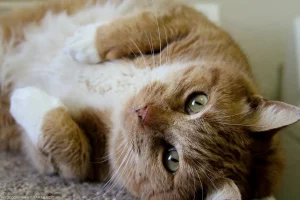 A family cat who enjoyed interrupting most household chores.