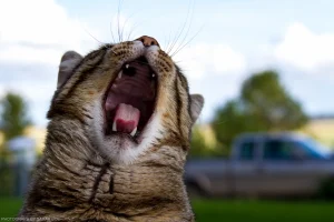 Griggs, mid-yawn.
