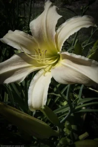 A large white daylily.