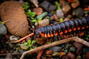 An orange and black millipede, scooting along a mountain trail and probably looking for decaying October leaves to eat.
