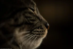 A stoic, shallow-focus profile of a sleepy Mojave.