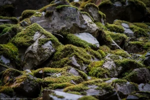 A mossy boulder field along the trail at Ross Creek Cedars.