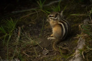 This little chipmunk was spotted snacking at an abandoned campsite by Vinal Lake in northwest Montana.