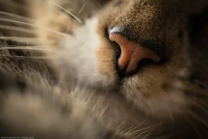 Macro shot revealing the unique textures of a cat snoot.