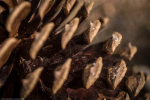 Macro study of a pinecone.