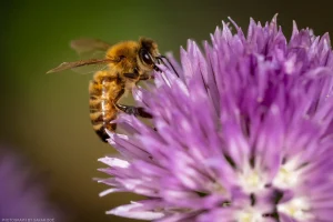A honeybee cruises the blooms on a green onion plant.