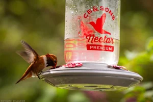 A male rufous hummingbird drinks at a supply of sugar water in northwest Montana.