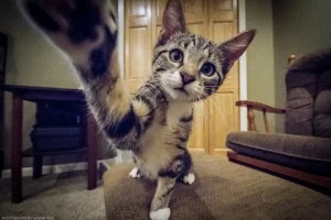 A very young Noaa slaps at a wide angle lens.