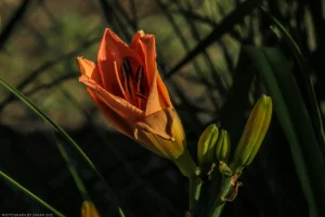 A peach-colored daylily in the process of opening.