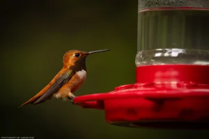 A male rufous hummingbird guards a sugar water feeder in northwest Montana.