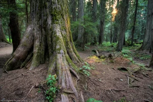 The base of a massive old-growth cedar tree at Ross Creek Cedars in northwest Montana.