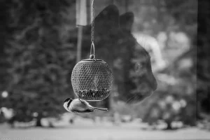 Black and white double exposure juxtaposing a free-wheeling chickadee against the longing stare of Mojave, who is, in fact, an indoor cat.