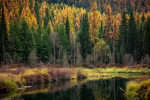 Green gives way to yellow as a stand of larch transforms into autumn colors.