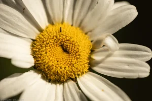 Macro close-up of an ox-eye daisy, whose center seems to collapse into infinity.