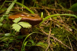 A mushroom commonly found near larch trees. This one was photographed on the Cedar Lakes Trail in the Cabinet Mountain Wilderness, and is not intended to be used for identification purposes.