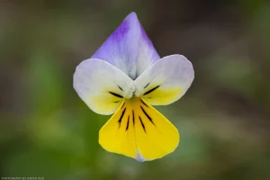 A wild pansy in northwest Montana.
