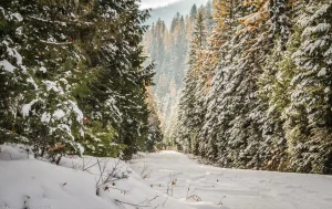 Early winter snowfall frosts a lane of larch and other conifers in the Kootenai Forest.